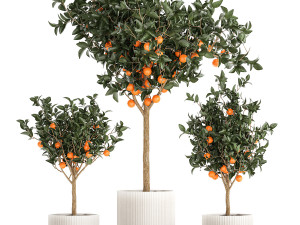 Set of small beautiful orange trees in white pots 1406 3D Model