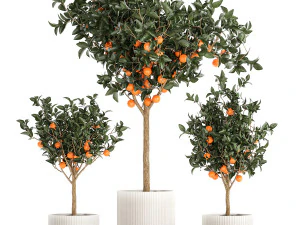 Set di piccoli bellissimi aranci in vasi bianchi 1406 Modello 3D