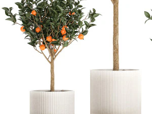 Set of small beautiful orange trees in white pots 1406 3D Model