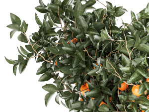 Set of small beautiful orange trees in white pots 1406 3D Model