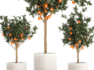 Set of small beautiful orange trees in white pots 1406 3D Модель