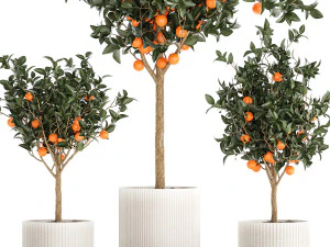 Set of small beautiful orange trees in white pots 1406 3D Model