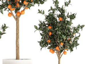 Set of small beautiful orange trees in white pots 1406 3D Модель