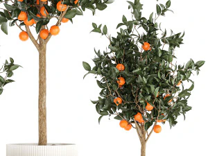 Set of small beautiful orange trees in white pots 1406 3D Model