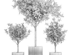 Set of small beautiful orange trees in white pots 1406 3D Модель