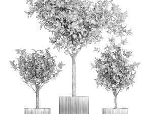 Set of small beautiful orange trees in white pots 1406 3D Model