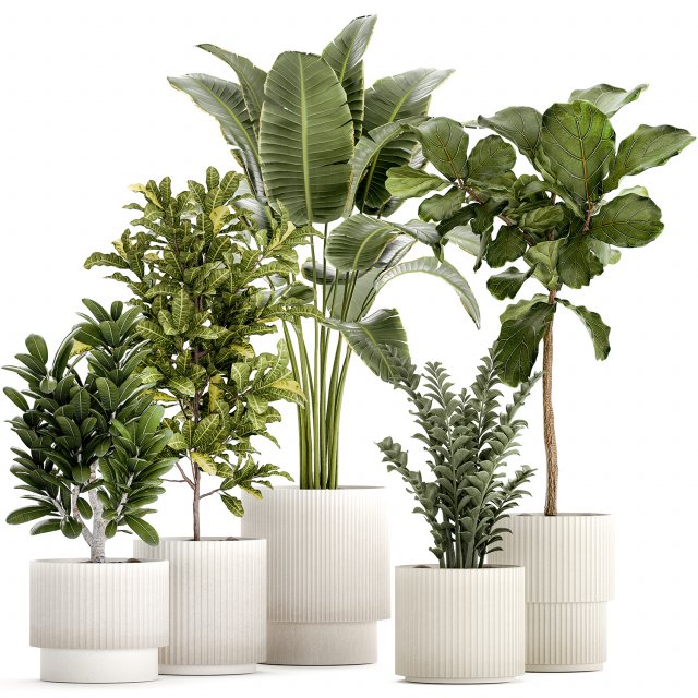 Set of Strelitzia Croton Ficus plants in white pots 1407 3D Model .c4d .max .obj .3ds .fbx .stl .blend 