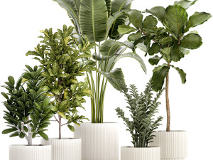 Set of Strelitzia Croton Ficus plants in white pots 1407 3D Model