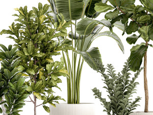 Set of Strelitzia Croton Ficus plants in white pots 1407 3D Model