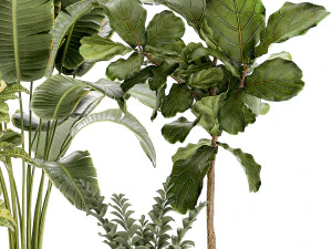 Set of Strelitzia Croton Ficus plants in white pots 1407 3D Model