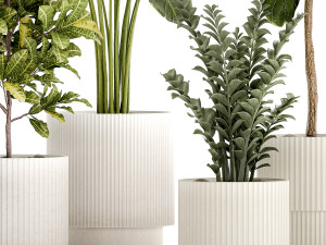 Set of Strelitzia Croton Ficus plants in white pots 1407 3D Model