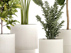 Set of Strelitzia Croton Ficus plants in white pots 1407 3D Model