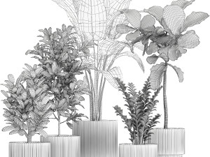 Set of Strelitzia Croton Ficus plants in white pots 1407 3D Model