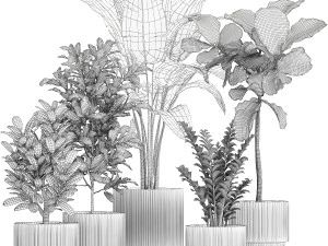 Set of Strelitzia Croton Ficus plants in white pots 1407 3D Model