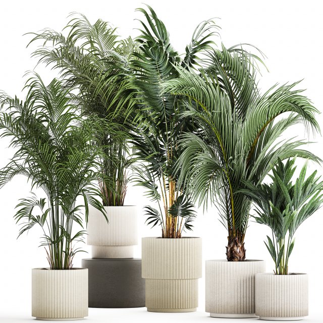 Set Of Beautiful Howea Palms In White Pots Neanthe 1408 3D मॉडल .c4d .max .obj .3ds .fbx .stl .blend 