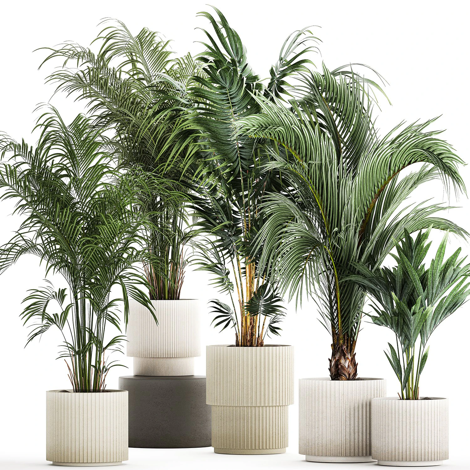 Set Of Beautiful Howea Palms In White Pots Neanthe 1408 3D Model .c4d .max .obj .3ds .fbx .stl .blend 