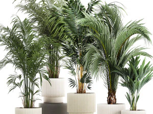 Set Of Beautiful Howea Palms In White Pots Neanthe 1408 3D Model