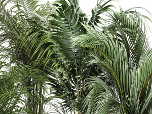 Set Of Beautiful Howea Palms In White Pots Neanthe 1408 3D मॉडल