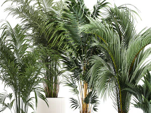 Set Of Beautiful Howea Palms In White Pots Neanthe 1408 3D Model
