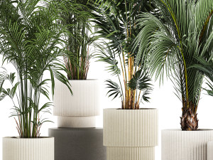 Set Of Beautiful Howea Palms In White Pots Neanthe 1408 3D मॉडल