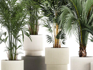 Set Of Beautiful Howea Palms In White Pots Neanthe 1408 3D Model
