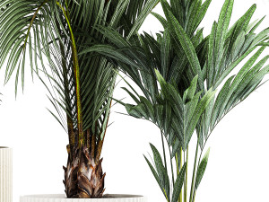 Set Of Beautiful Howea Palms In White Pots Neanthe 1408 3D मॉडल