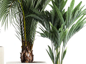 Set Of Beautiful Howea Palms In White Pots Neanthe 1408 3D Model
