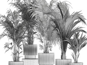 Set Of Beautiful Howea Palms In White Pots Neanthe 1408 3D मॉडल