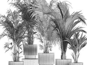 Set Of Beautiful Howea Palms In White Pots Neanthe 1408 3D Model