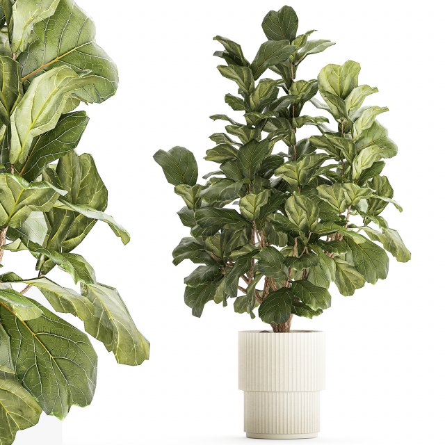 Beautiful little Ficus lyrata tree in a white flower pot 1408 3D Model .c4d .max .obj .3ds .fbx .stl .blend 