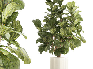 Beautiful little Ficus lyrata tree in a white flower pot 1408 3D Model