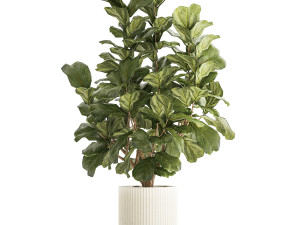 Beautiful little Ficus lyrata tree in a white flower pot 1408 3D Model