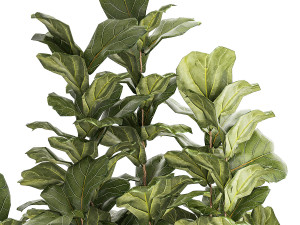 Beautiful little Ficus lyrata tree in a white flower pot 1408 3D Model
