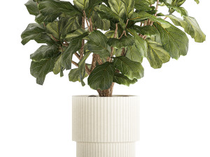 Beautiful little Ficus lyrata tree in a white flower pot 1408 3D Model