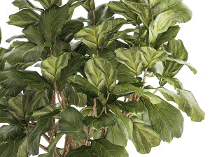 Beautiful little Ficus lyrata tree in a white flower pot 1408 3D Model