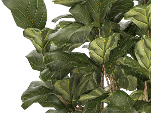Beautiful little Ficus lyrata tree in a white flower pot 1408 3D Model