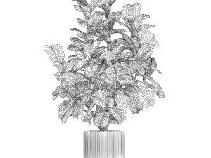 Beautiful little Ficus lyrata tree in a white flower pot 1408 3D Model