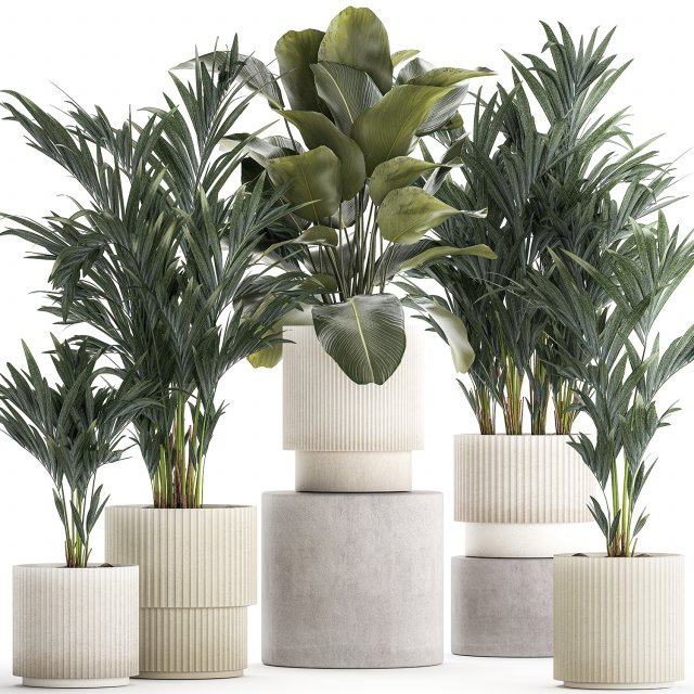 Set Of Small Howea Palms In White Pots 1410 3D मॉडल .c4d .max .obj .3ds .fbx .stl .blend 