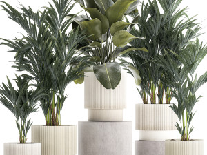 Set Of Small Howea Palms In White Pots 1410 3D Model