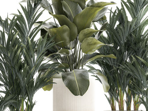 Set Of Small Howea Palms In White Pots 1410 3D मॉडल