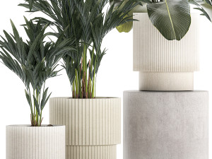 Set Of Small Howea Palms In White Pots 1410 3D मॉडल