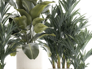 Set Of Small Howea Palms In White Pots 1410 3D मॉडल