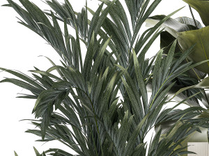 Set Of Small Howea Palms In White Pots 1410 3D मॉडल