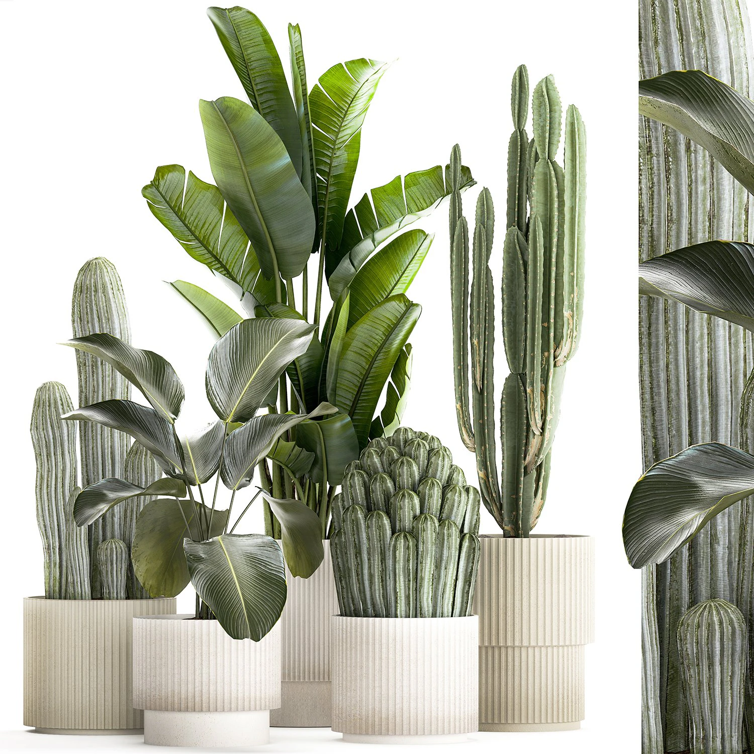Set of Strelitzia banana palm cacti in white pots 1410 3D Model .c4d .max .obj .3ds .fbx .stl .blend 