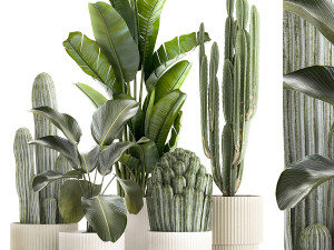Set of Strelitzia banana palm cacti in white pots 1410 3D Model