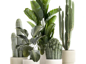 Set of Strelitzia banana palm cacti in white pots 1410 3D Model