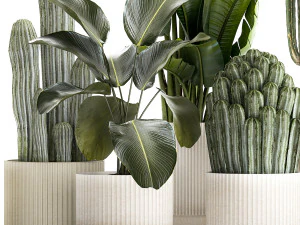 Set of Strelitzia banana palm cacti in white pots 1410 3D Model