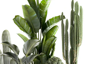 Set of Strelitzia banana palm cacti in white pots 1410 3D Model