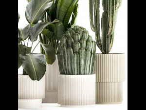 Set of Strelitzia banana palm cacti in white pots 1410 3D Model