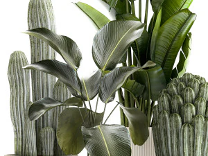 Set of Strelitzia banana palm cacti in white pots 1410 3D Model